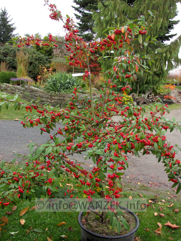 Cotoneaster salicifolius Floccosus - mit Beeren1a.JPG